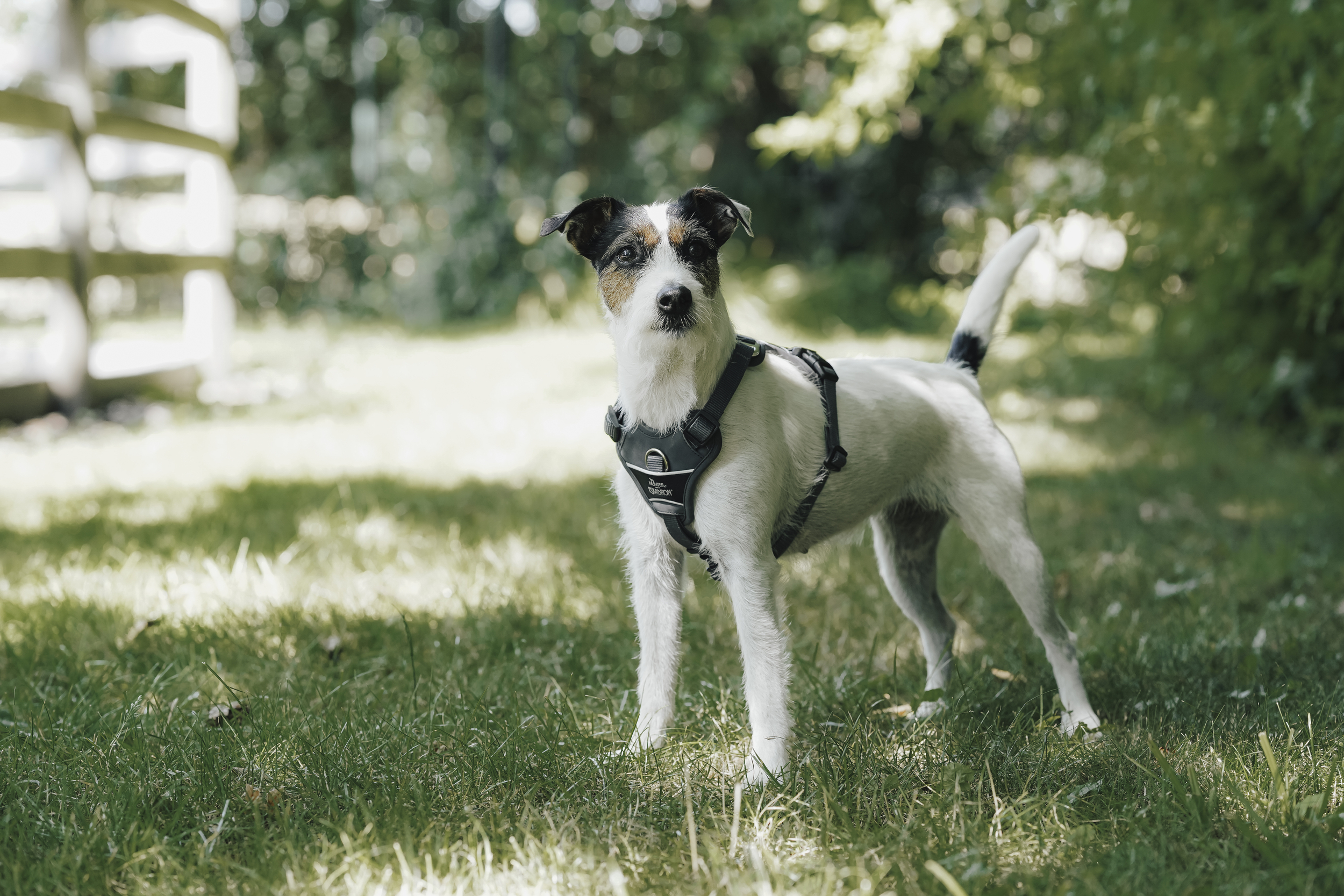 Hund, Hundegeschirr, Kleiner Hund, Hundeaccessoire, Outdoor, Hund, Haustier-Zubehör, Geschirr, Hunde-Halti, Terrier-Mix