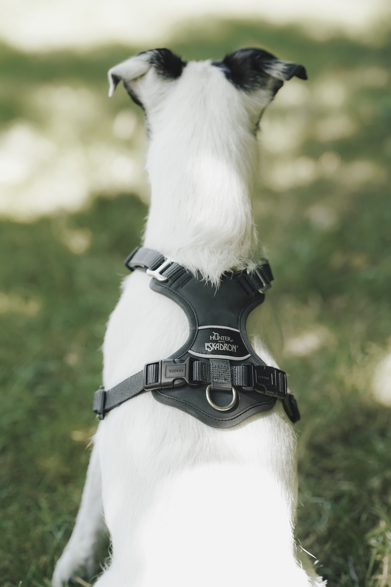 Halsband, Hund, Hundegeschirr, Nylon, Gurtband, harness, dog, collar, strap, metal ring