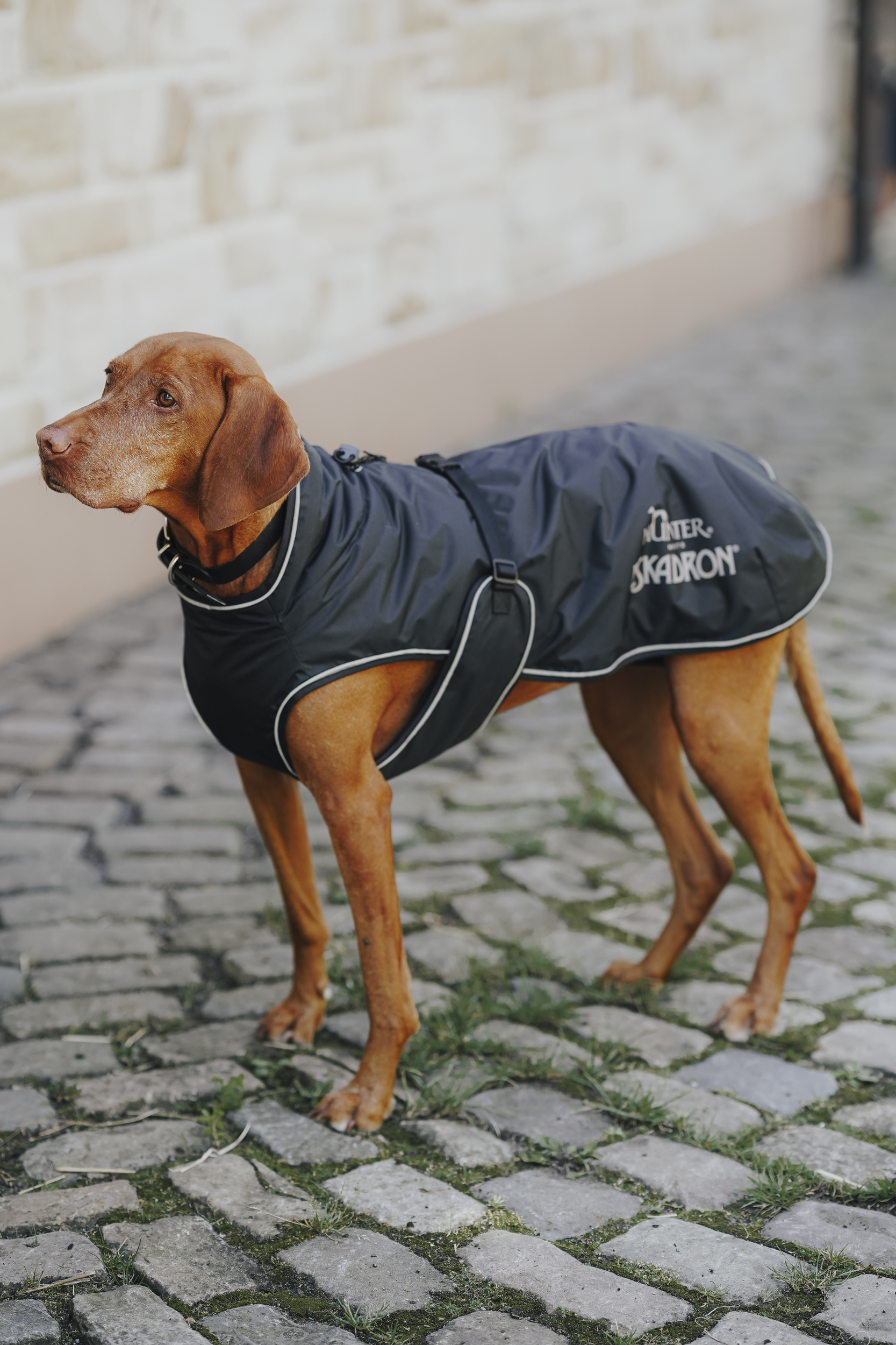  Hundedecke,  Regenmantel,  Hundemantel,  winddicht,  reflektierend,  Hundemantel,  Regenmantel,  wasserdicht,  Hund,  gepolstert