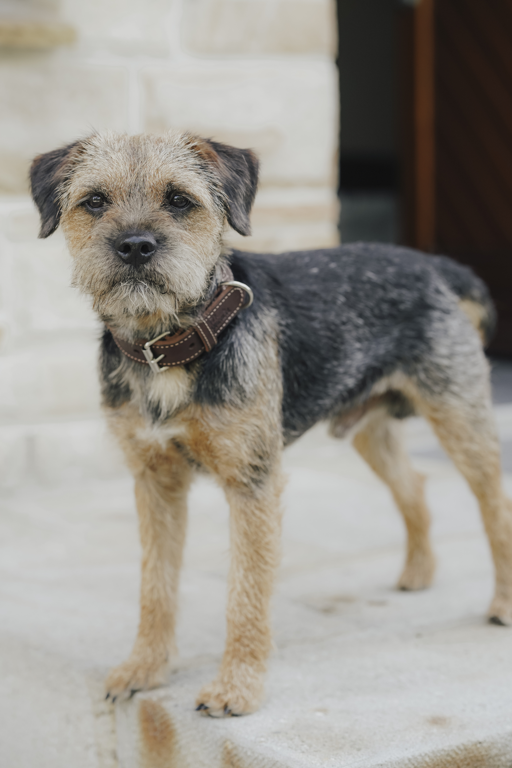hund, halsband, tier, struppig, gemischt, Hund, Collar, Tierfell, Kurzhaar, SchwarzBraun