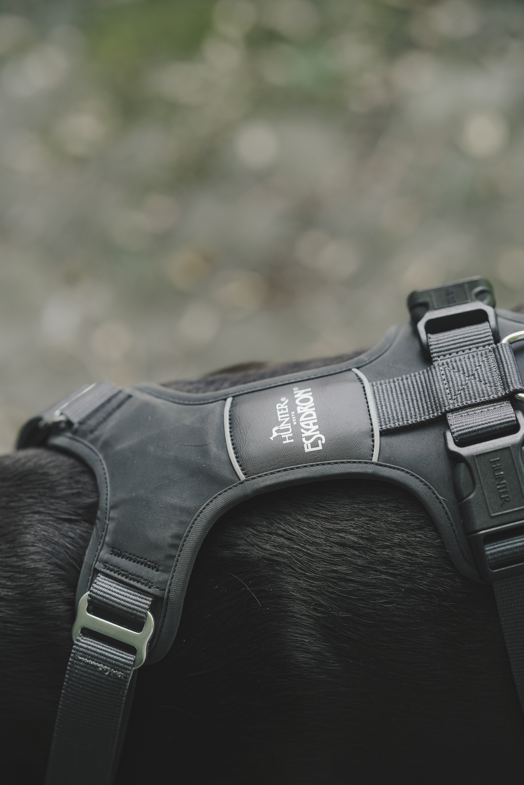 Hundegeschirr, Haltegurt, Nylon, Schwarz, Gurtband, Halter, Hundegeschirr, Sportschutzeinheit, Neopren, Schwarz