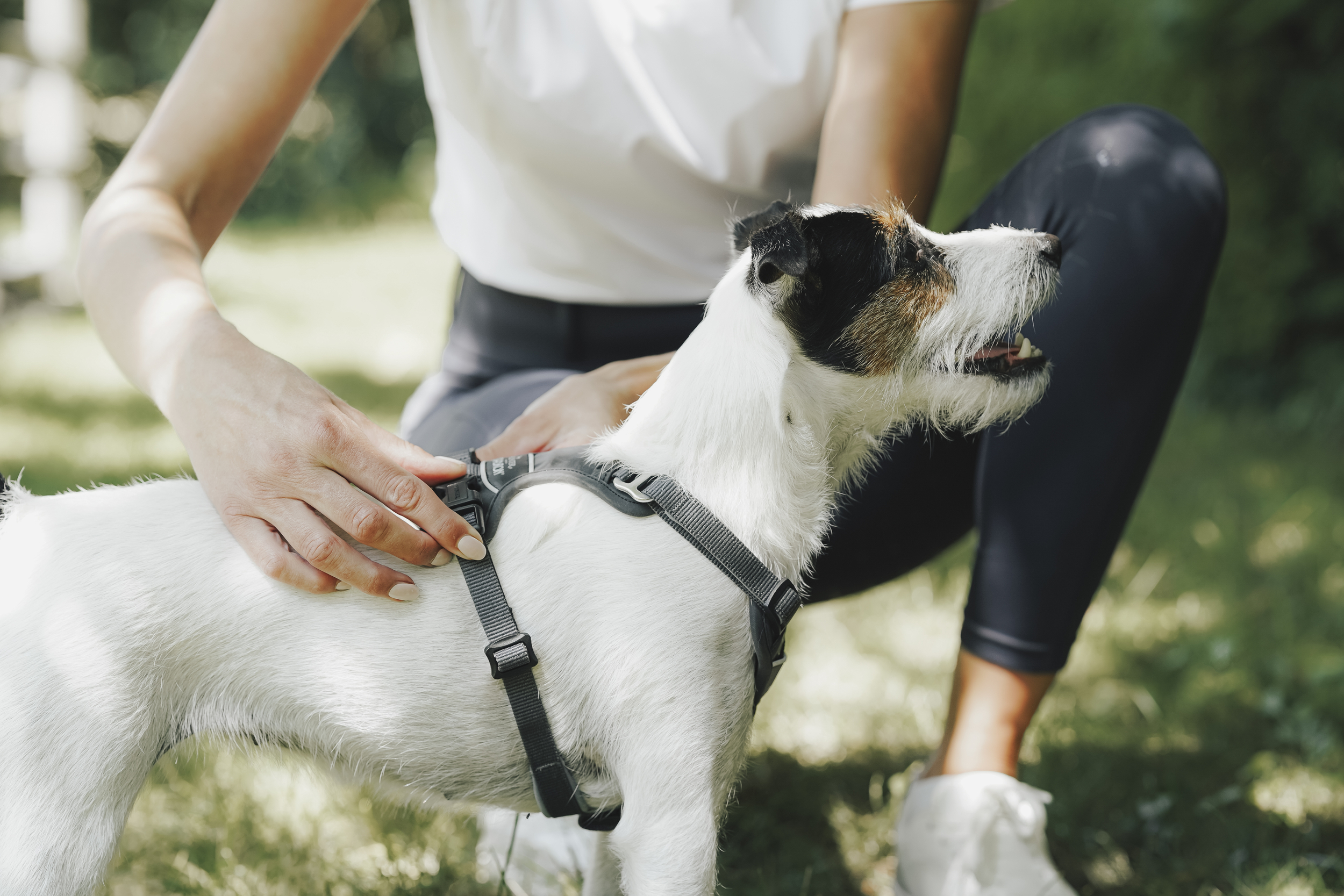 Hund, Halsband, Gurtband, Körperschlange, Pfotenharness, Hund, Gehhilfe, Halsband, Leine, Jagdbrille?