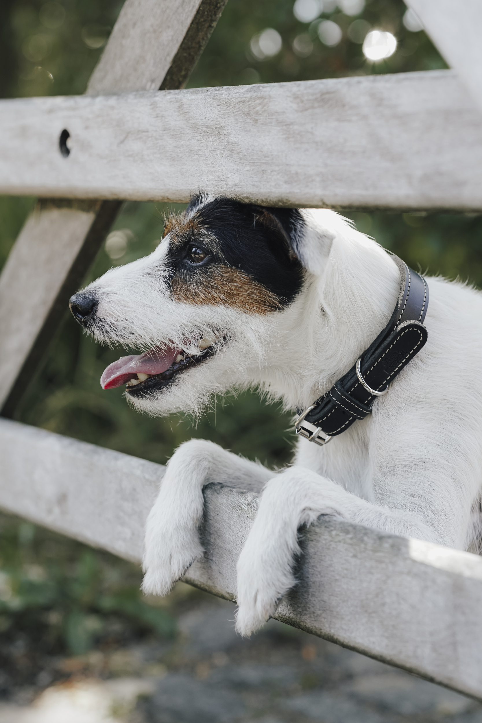 Hund, Collie, Halsband, weiß-schwarz, Kopfprofil, Hund, Collie, Schlüsselmerkmale, Schwarz-weißer Kragen, Halsband