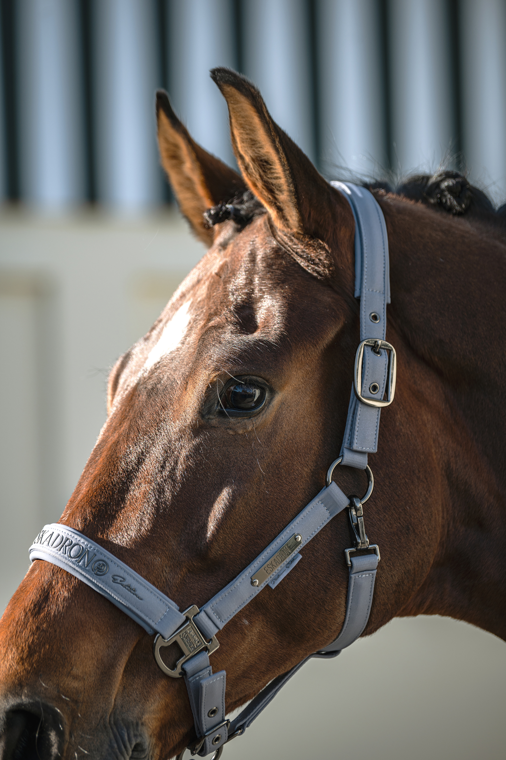 Pferd, Halsband, Brustgeschirr, Blau-Grau, Pferdezubehör, Pferd, Halfter, Trense/Bridle, Blau, Kopfstück