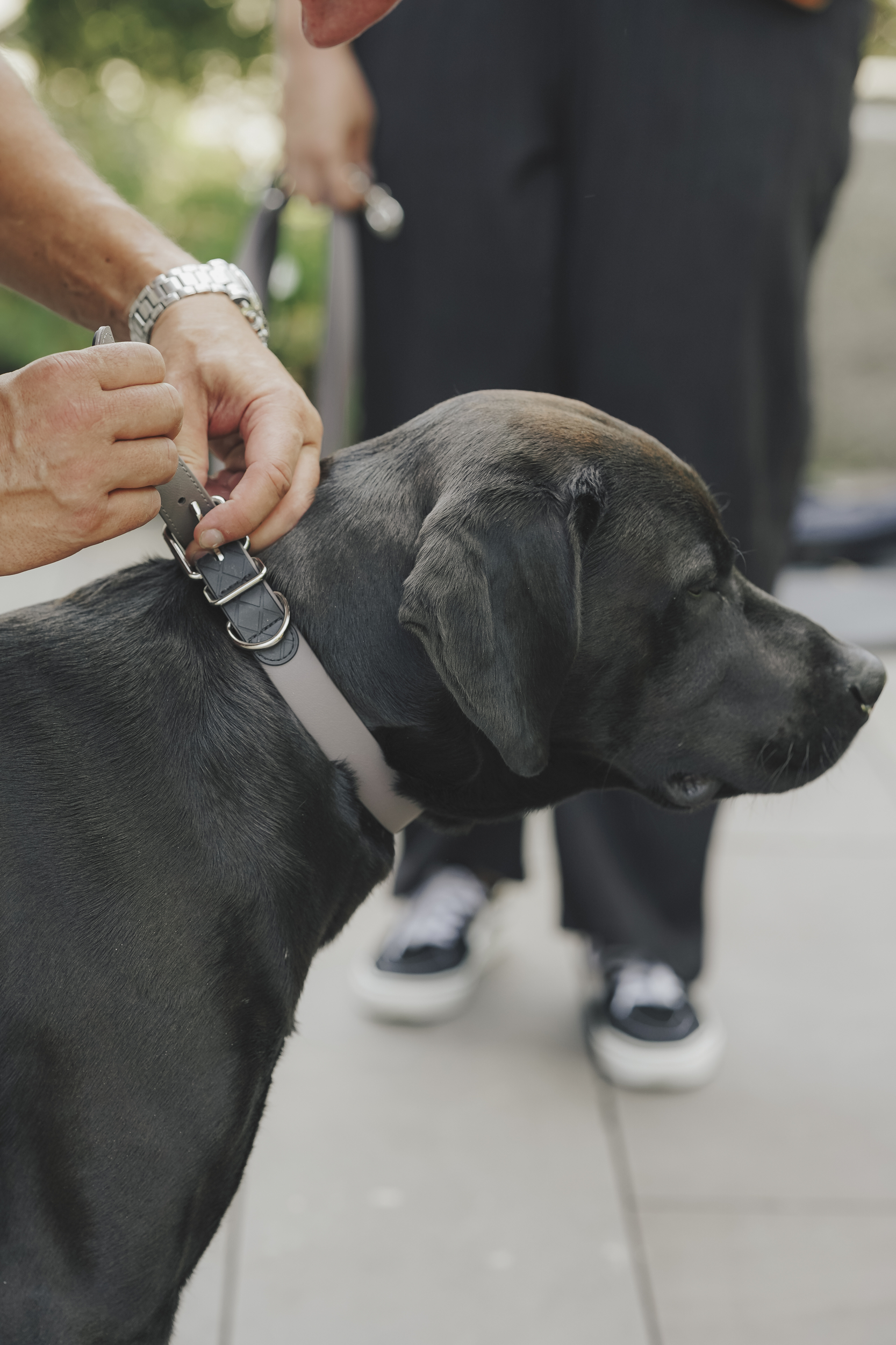 Hund,  Halsband,  Leine,  Schwarz,  Hund, Hund, Halsband, Leder, schwarz, Nahaufnahme