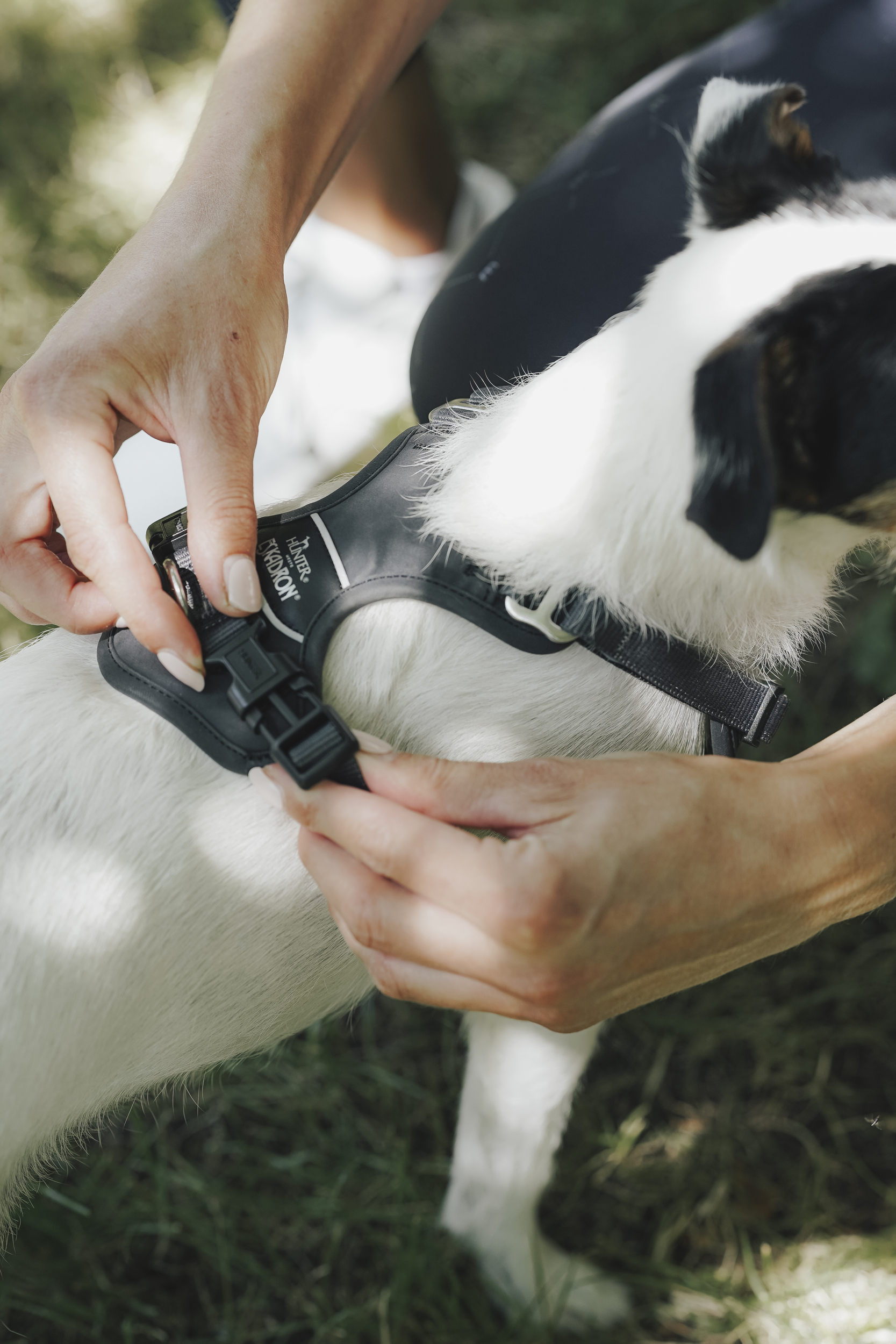Hundegeschirr, Gehorsamstraining, Schwarz, Klettverschluss, Rindleder?, Hundegeschirr, Futterband, Gurtsystem, Schwarz, Hundehalfter