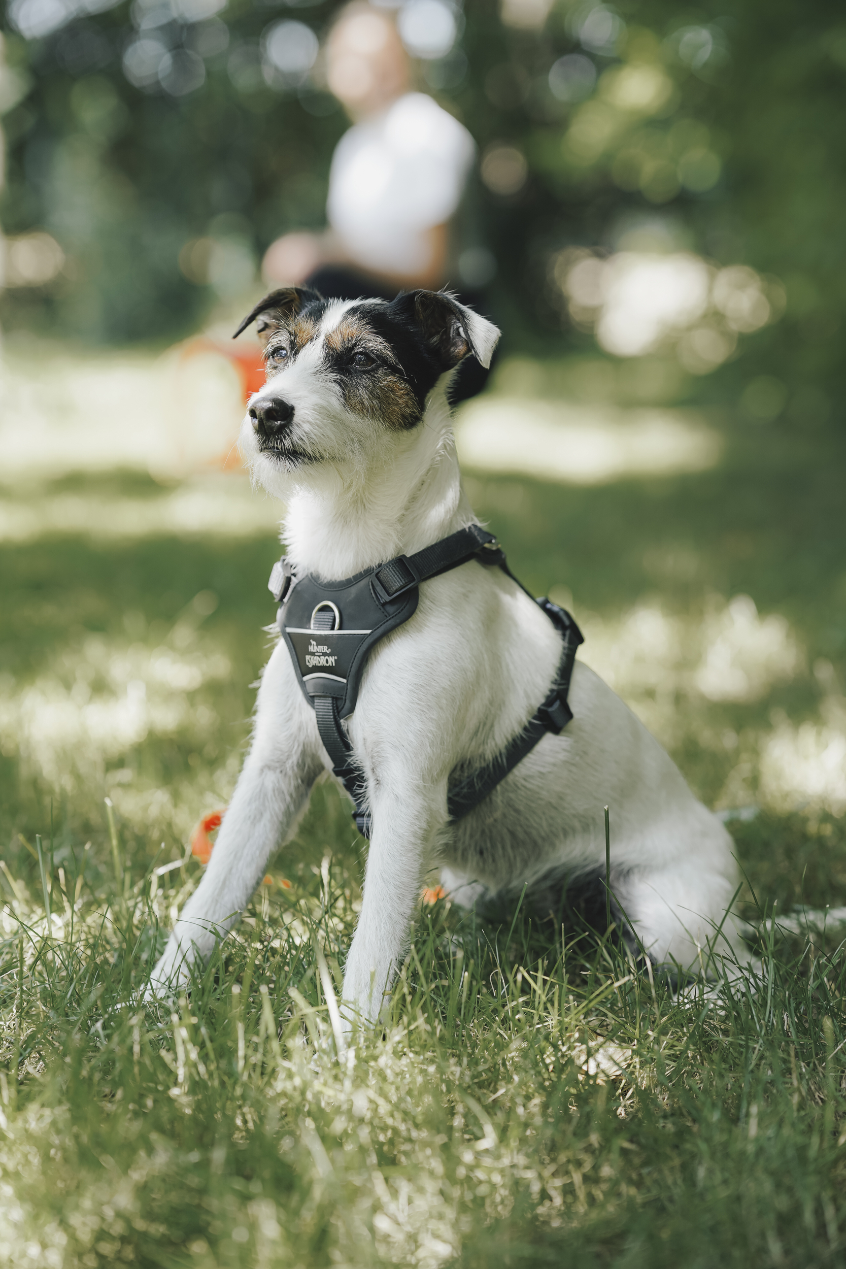 Hund, Leine, Halsband, Sitz, Hundeweste, Hund, Halsband, Gurt, Jack-Russell-Terrier, Outdoor