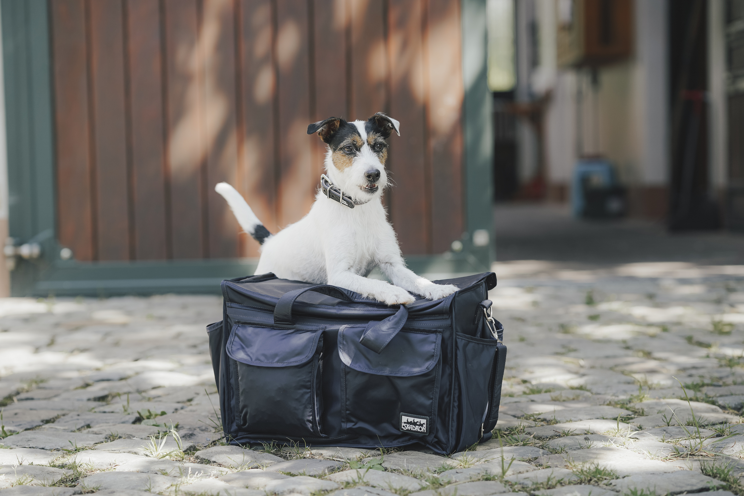 Hund, Laptop-Tasche, Transporttasche, schwarz, grau-weiß, Hund, Tragetasche, Jacke, Hundetragetasche, Zubehör