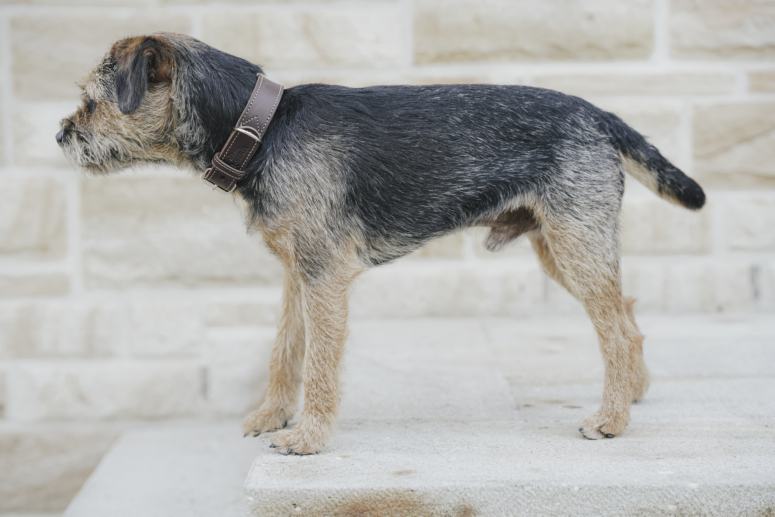 hund, halsband, leder, braun, grau, Hund, Halsband, Tier, stehend, außen