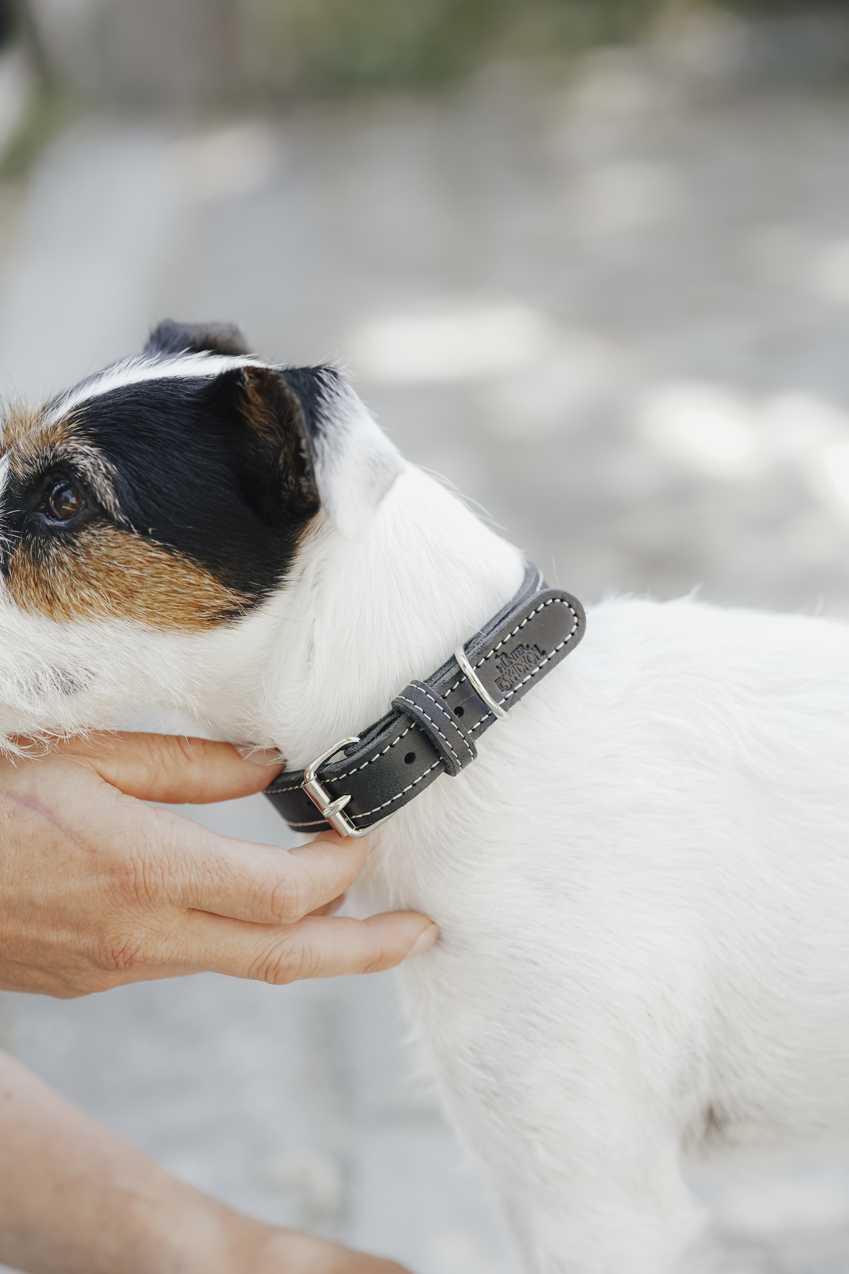 Kragen?, Hund, Tier, Leder, verstellbar, Kragen, Hund, Leder, Grau, verstellbar