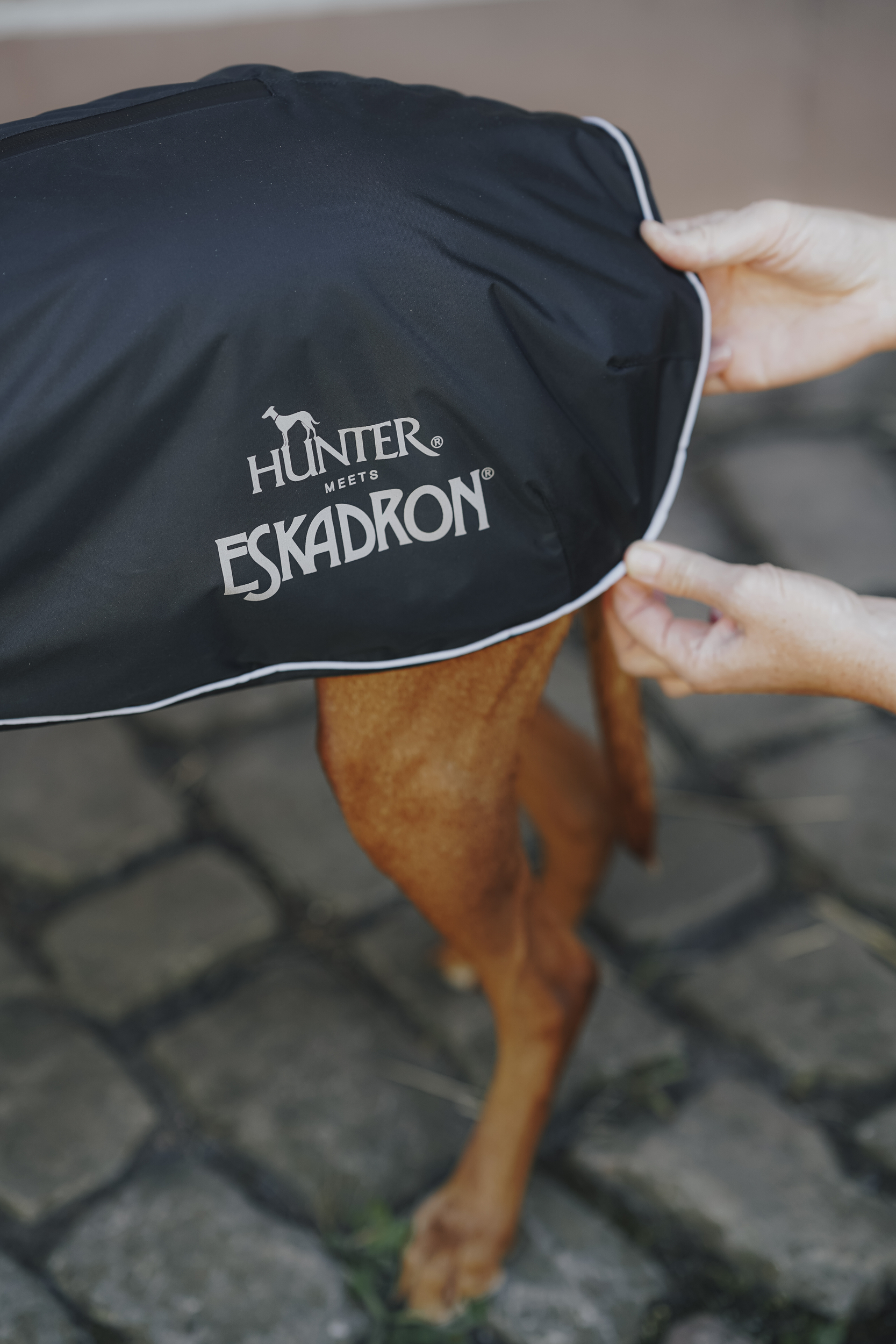 Hund, Hunde-decke, Abdeckung, Schutzbezug, Halterung, Hundedecke, Abdeckung, Wasserabweisend, Eskadron, Pferd