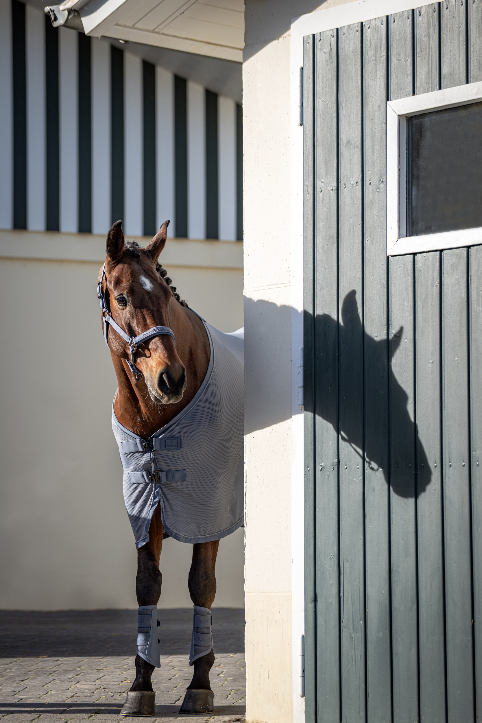 Pferd, Halter, Decke, Beinband, Stall, Pferd, Pferd mit Decke, Reitpferd, Stall, Hufschutz