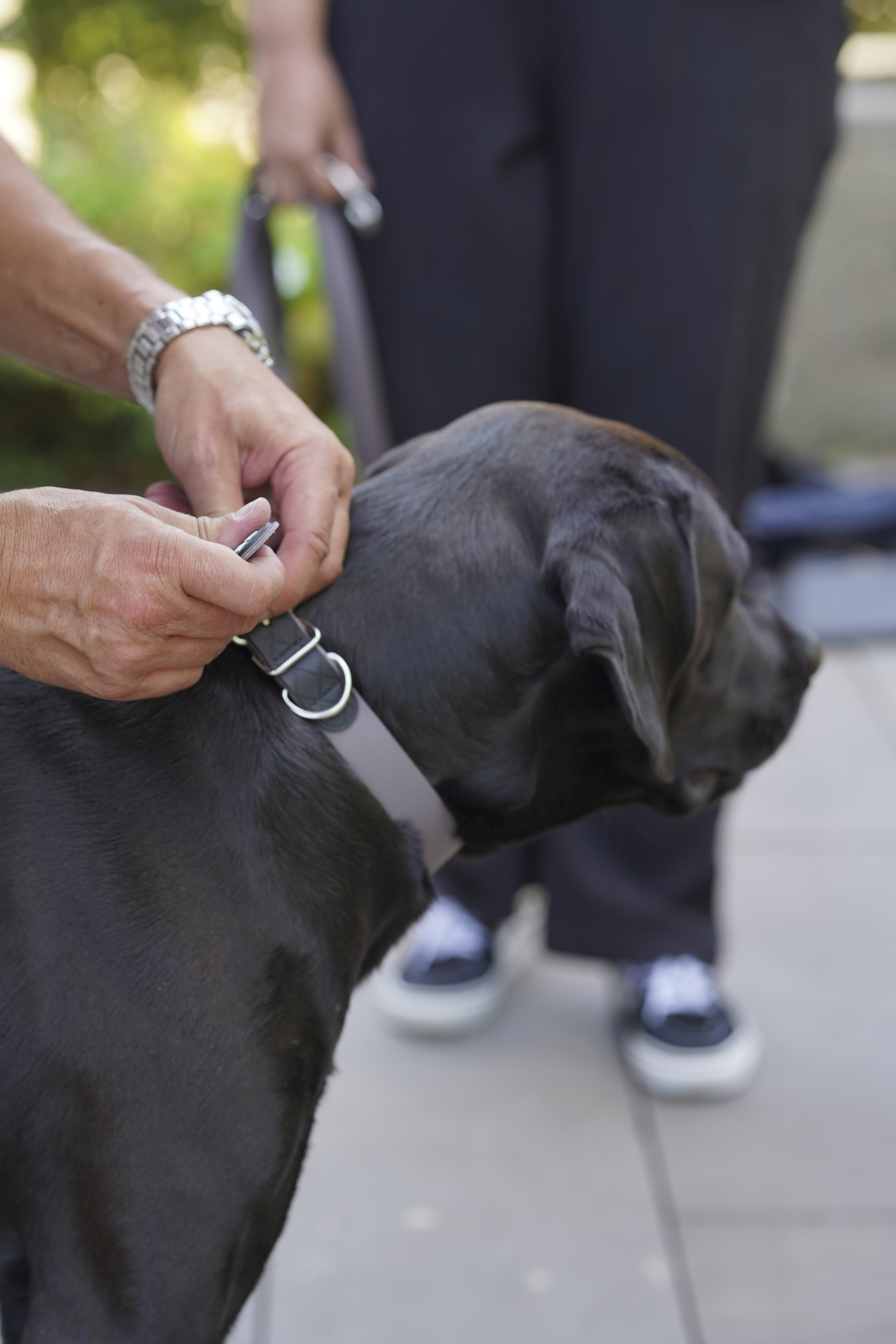Halsband, Hund, Metall, Gurt, Beschäftigung, Kragenhalsband, Leine, Hund, Tierzubehör, Metall-Schnalle