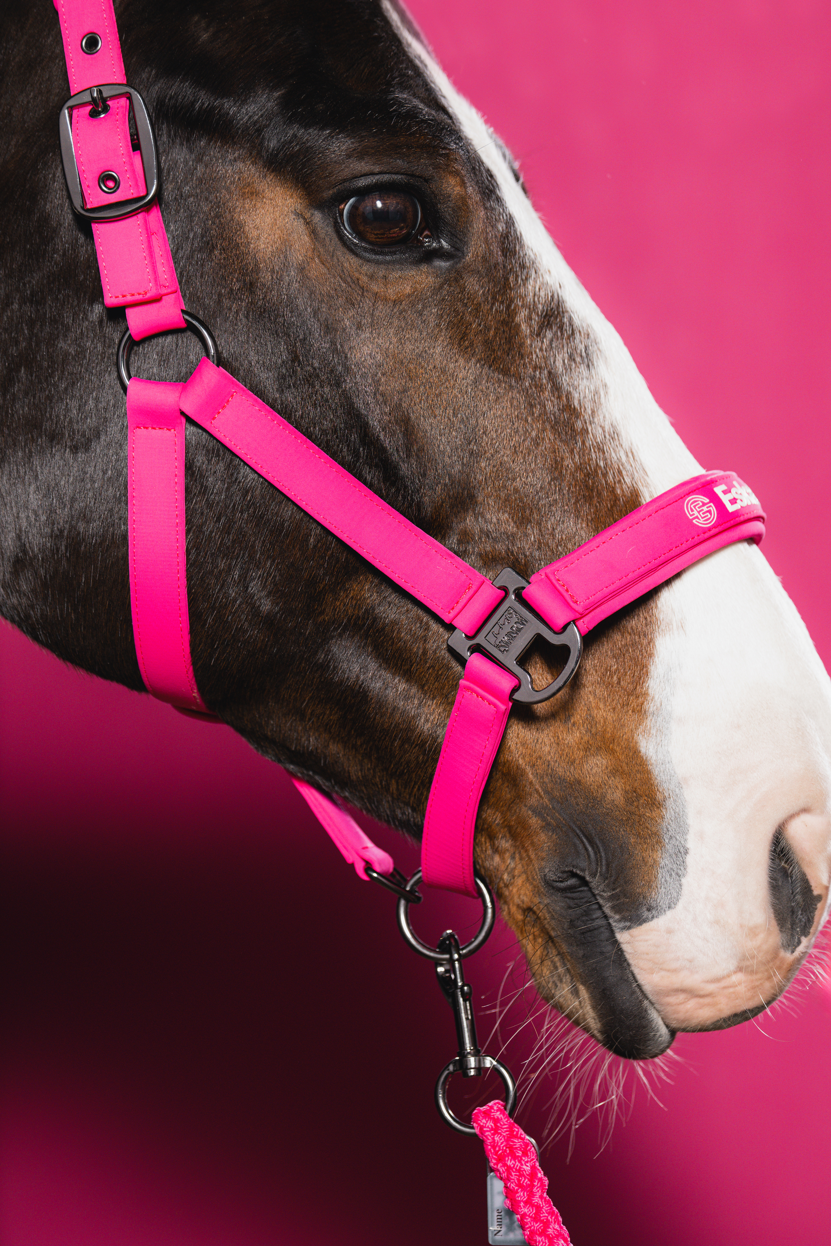 Halter, Halterung, Pferd, Pferd, Pink