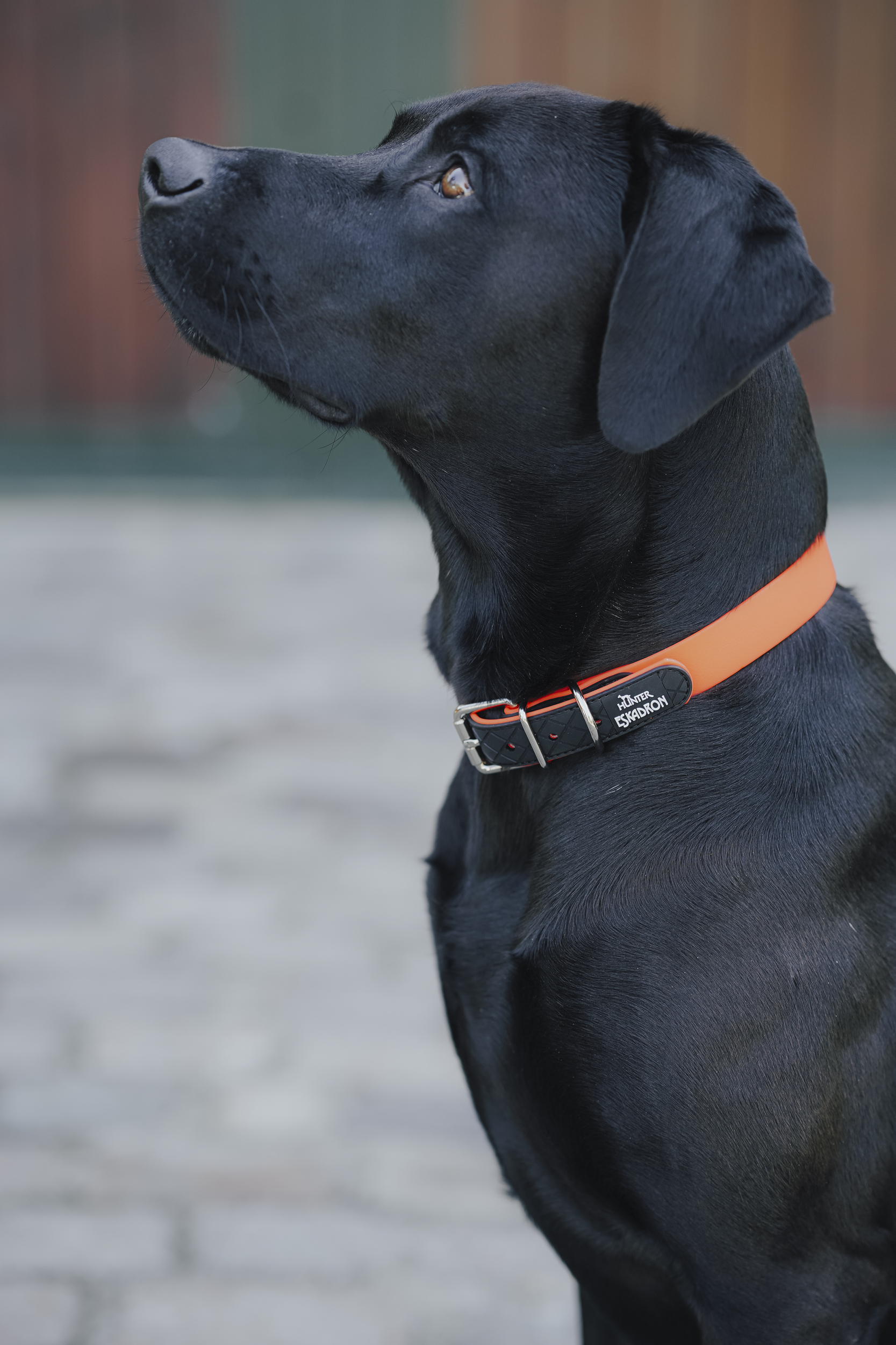 Hund, Kopfprofil, Schwarzes Fell, Oranges Halsband, Hunde Halsband, Hund, Schwarz, Halsband, Kragen, Stoffhalsband