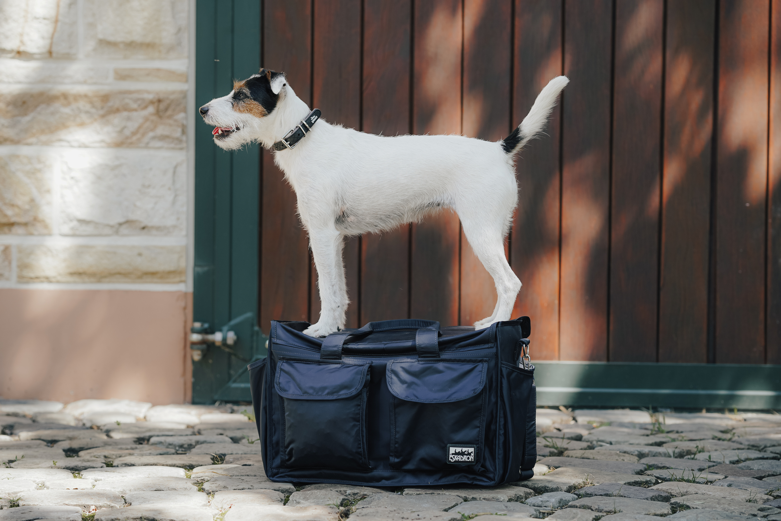 Hund, Jack-Russell-Terrier, Tiertragetasche, Haustier-Tragetasche, Halsband,  Hund, jacke, leinen, collar, tragetasche