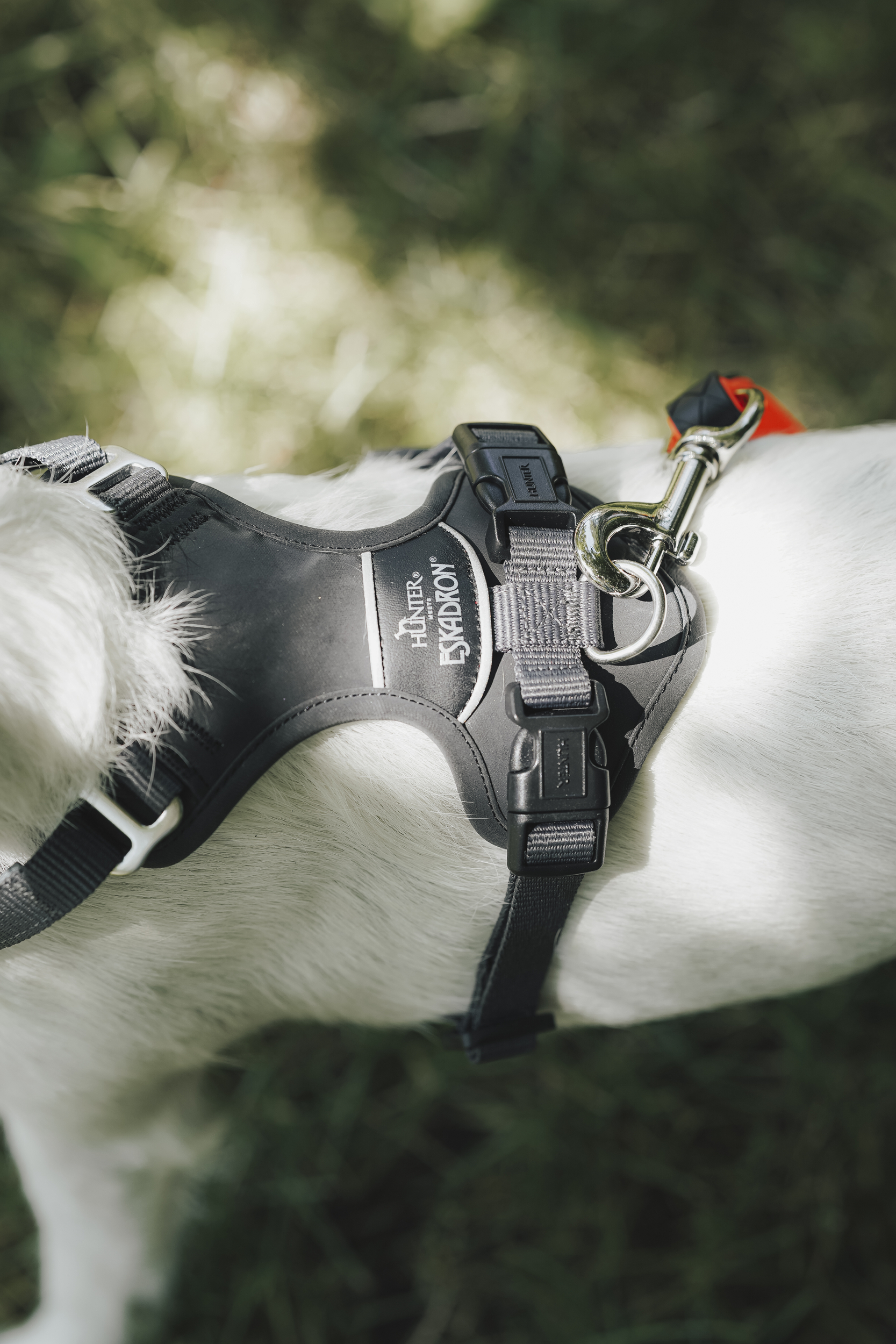 harness, Hundegeschirr, reflektierend, verstellbar, Leinenklemme, Garnitur, Halteleine?, Brustgurt, Halsband?, Hundegeschirr